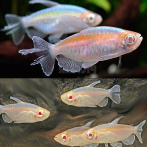 Albino Congo Tetra Male 3.5cm