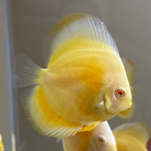 Albino Red Eye Golden Discus 4"
