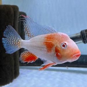 Albino Red Heckelii Geophagus 2.5-2.75"