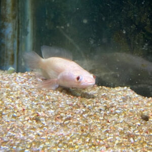 Albino Short Body Channa 3-3.5cm