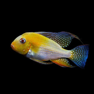 Albino Yellow Heckelii Geophagus 3-3.25"