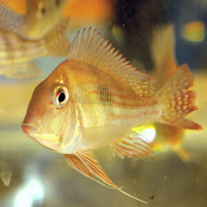 Altifrons Geophagus 4cm