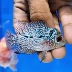 Baby Kamfa Flowerhorn 1-1.25"