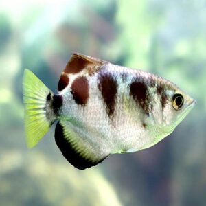 Banded Archer Fish 5.5-6"