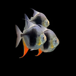 Black Berry Dollar 5cm