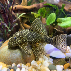 Black Bristlenose 3.5-4cm IMP