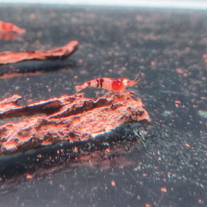 Black Crystal Shrimp 1.8cm