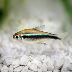 Black Neon Tetra 2-2.2cm