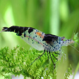 Black Rili Shrimp 1.5cm IMP