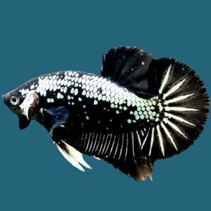 Black Samurai Plakat Bettas