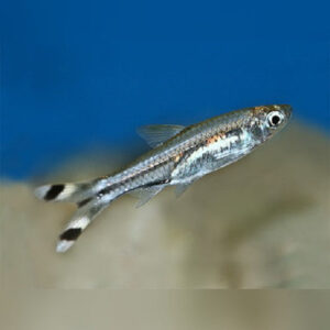 Black Scissor Tail Rasbora 1.5"