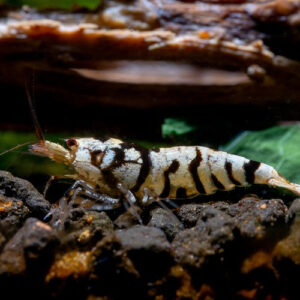 Black Tiger Fancy Shrimp 1.5cm