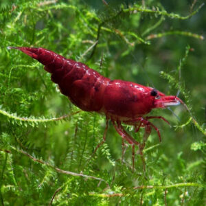 Blood Mary Shrimp 2cm IMP