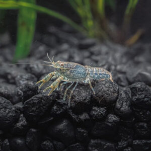 Blue Dwarf Mexican Crayfish 2-2.5cm