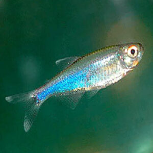 Blue King Tetra 2.2-2.5cm