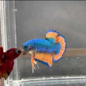 Blue Mustard Plakat Bettas