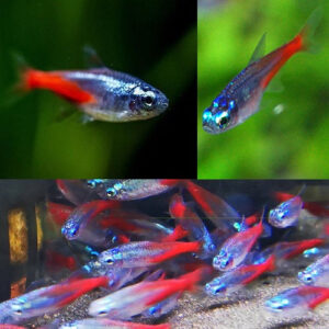 Brilliant Diamond Head Neon Tetra 2cm