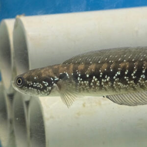 Channa Asiatica White Stripe 3"