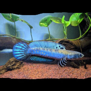 Channa Blue Pulchra 3-4"