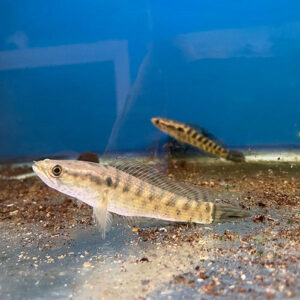 Channa Punctata Snakehead 3.5"