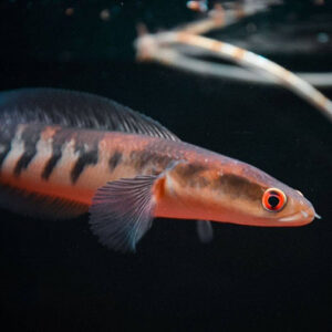 Channa Red Maru 1.5"