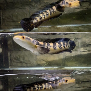 Channa Yellow Sentarum 2-2.5"