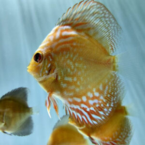 Checkerboard Discus 2"