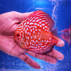 Checkerboard Pigeon Discus 5.5-6.5"