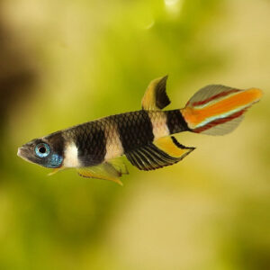 Clown Killi Fish (Rocket) 1.5cm