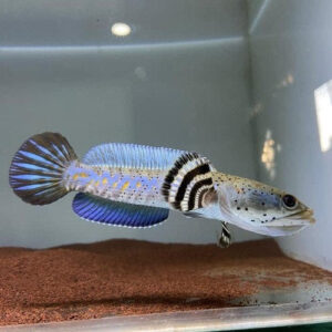 Cobalt Blue Channa 7-8"