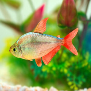 Colombian Tetra 2.5-3cm