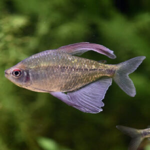 Diamond Tetra 1.8cm