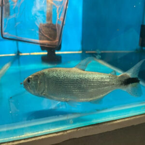 Doardo Cichlid 5-6"
