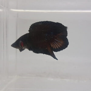 Double Tail Black Samurai Plakat Bettas
