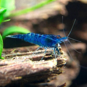 Dream Blue Shrimp