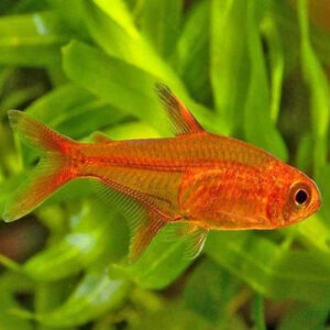 Ember Tetra 2.5cm
