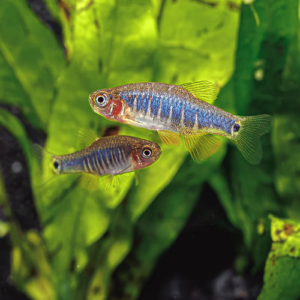 Erythromicron Galaxy Rasbora 2.2cm