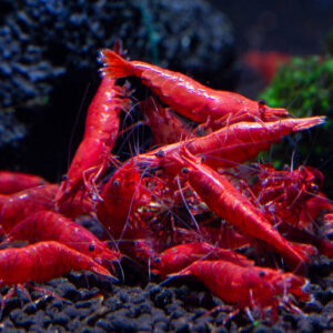 Fire Red Shrimp