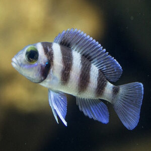 Five Bar Cichlid 5cm