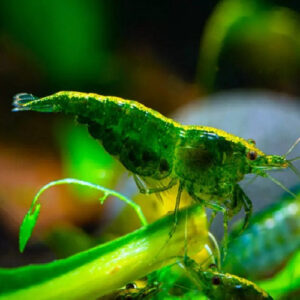 Full Green Shrimp 2cm IMP