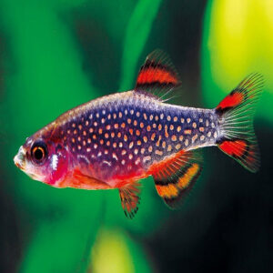 Galaxy Rasbora 1.8-2cm