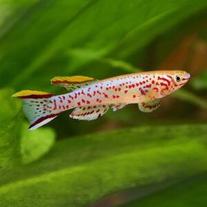 Gardneri Killifish 3cm