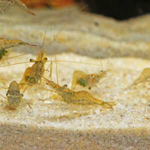 Ghost Feeding Shrimp 1.5-2"