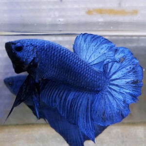 Giant Blue Plakat Bettas