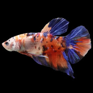 Giant Multicolor Bettas