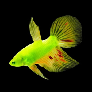 Glow Bettas (All Size)