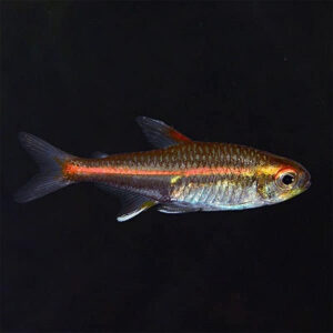 Glow Light Tetra 2.5cm
