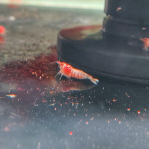 Golden Bee Shrimp 2cm