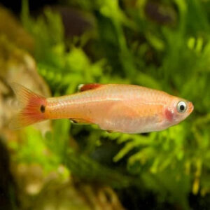 Golden Mountain Minnows 2.2cm