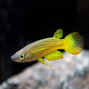 Golden Panchax 5-6cm